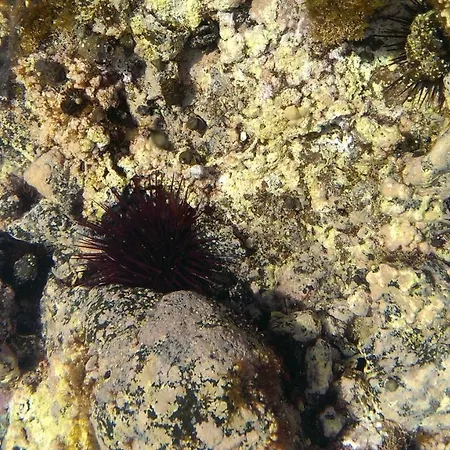 Appartamento Apartamento Drago *